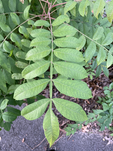 Winged sumac (Rhus copallinum)