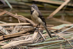 Motacilla capensis wellsi