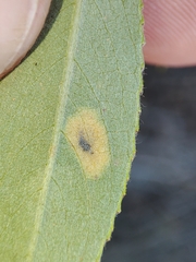 Aulagromyza tridentata