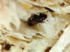 Carpophilus dimidiatus