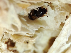 Carpophilus dimidiatus