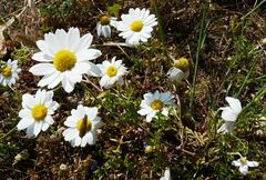 Anthemis chia