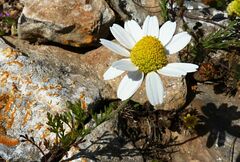 Anthemis chia
