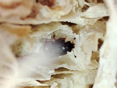 Carpophilus dimidiatus