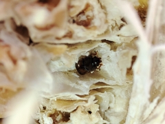 Carpophilus dimidiatus