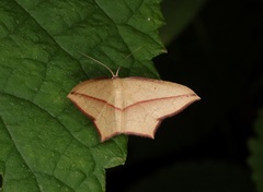 Timandra convectaria