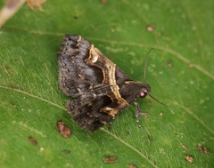 Bertula abjudicalis
