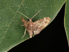 Bosara subrobusta