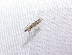 Epicephala albifrons