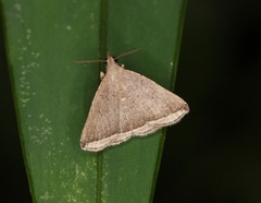 Lysimelia alstoni