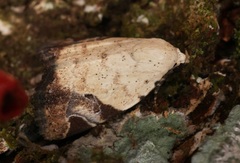 Pseudeustrotia semialba