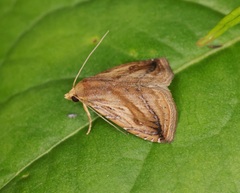 Rivula striatura