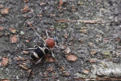 Xylotrechus rufilius
