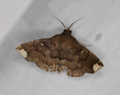 Adrapsa quadrilinealis