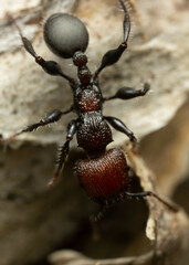 Podomyrma odae