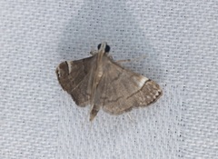 Cangetta hartoghialis