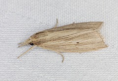 Chilo sacchariphagus