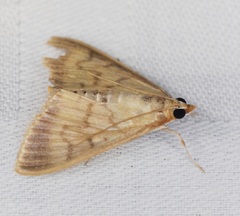 Crypsiptya coclesalis