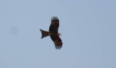 Milvus migrans govinda