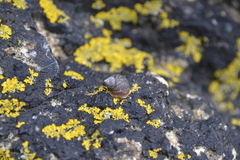 Melarhaphe neritoides