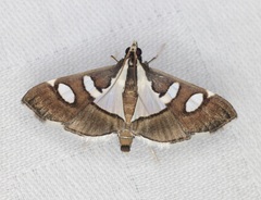 Glyphodes bicolor