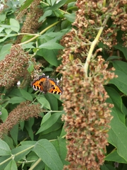 Aglais urticae