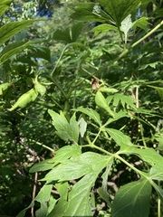 Paeonia delavayi