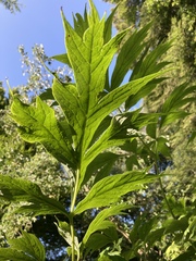Paeonia delavayi