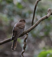 Cacomantis flabelliformis