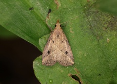 Luceria striata