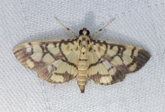 Lygropia distorta