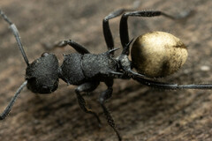 Polyrhachis erato