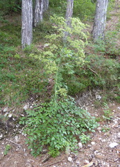 Peucedanum verticillare