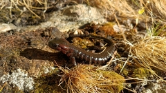 Lanza's Alpine Salamander photo 5