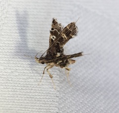 Nosphistica bisinuata