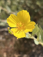 Dendromecon