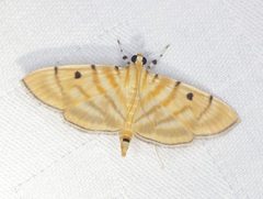 Notarcha tigrina