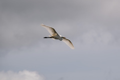 Ardea alba
