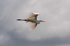 Ardea alba