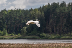 Ardea alba
