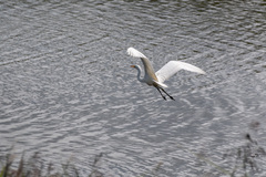 Ardea alba