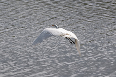 Ardea alba