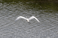 Ardea alba