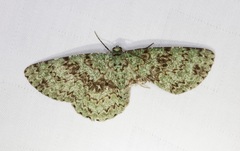 Ophthalmitis herbidaria