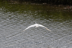 Ardea alba