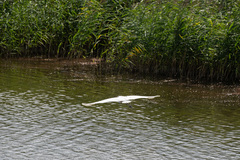 Ardea alba