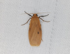 Paralithosia shaowuica