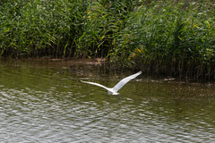 Ardea alba