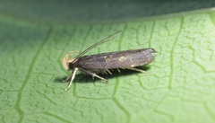 Pexicopia melitolicna