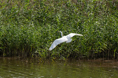 Ardea alba